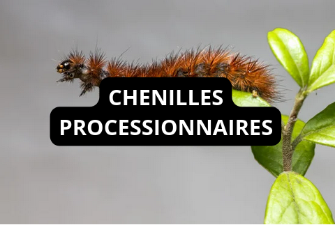 Lien vers la page Chenilles processionnaires